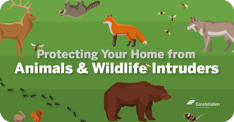 保护您的家免受动物和野生动物入侵者